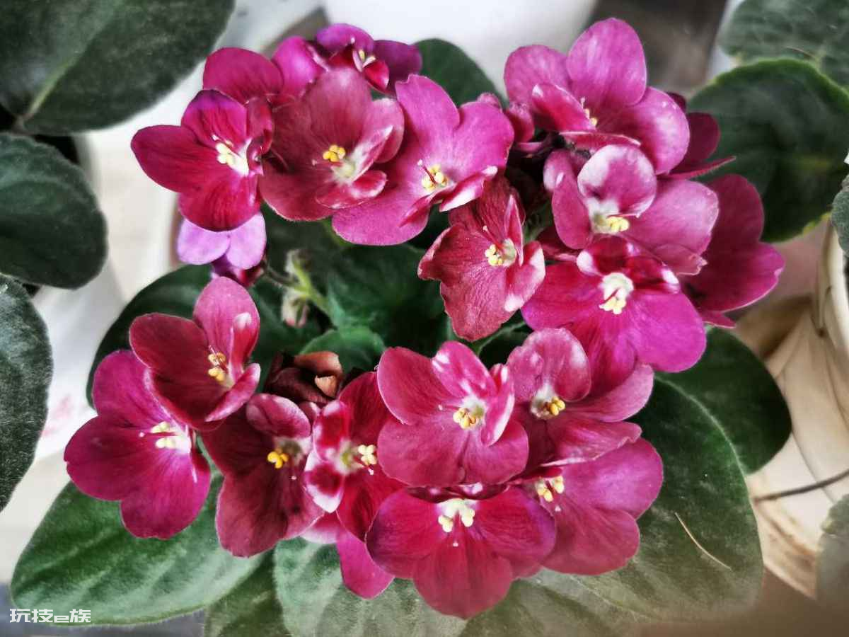 耐阴又容易开花的植物排名(非常耐阴的10种开花植物图片)-图片5